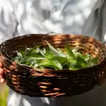 naturopathy -dharana way of life